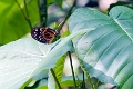 PAPILIONIDAE, Papilio zagreus